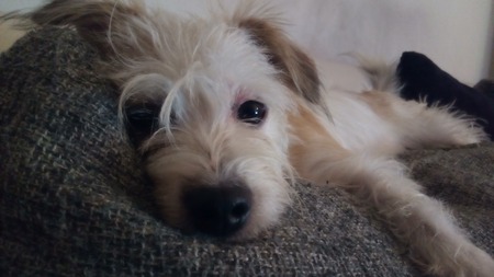 Peanut 