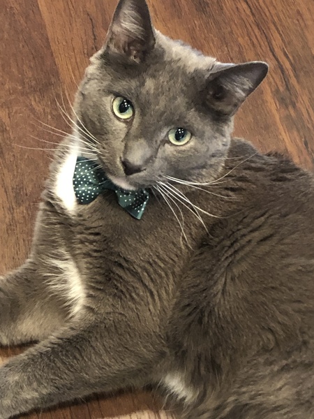 Finn