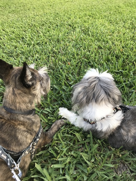 Old Friends-Josie and Fudge