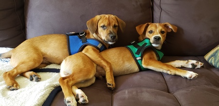 Bruno and Oliver