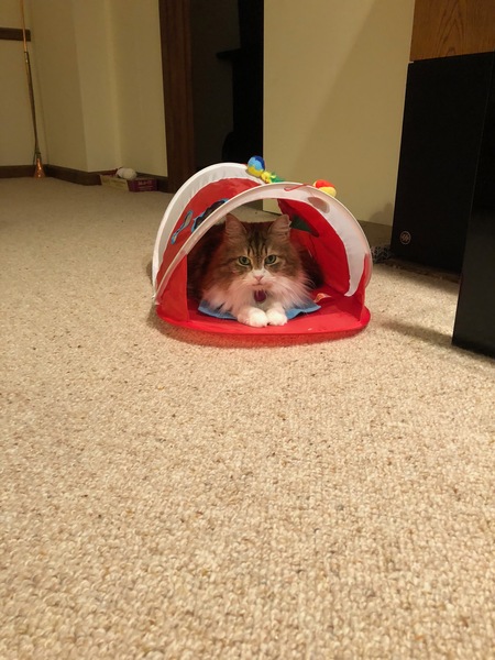 Sammy