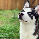 Entry image for Ronin