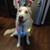 Entry image for Rocky