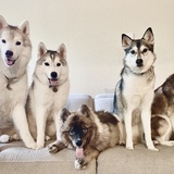 Entry image for Ghost, Nymeria, Grey Wind, “Lady” Laika (alum), and Summer