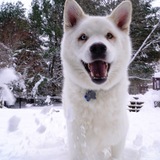 Entry image for Timberlake