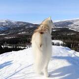 Entry image for Ghost