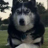 Entry image for Campbell