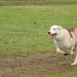 Entry image for Raja