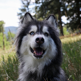 Entry image for Ruffles