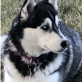 Entry image for Haley (Jellybean)