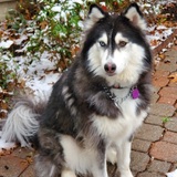 Entry image for Kira