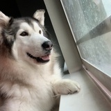 Entry image for Cato