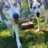 Entry image for Miska and Atka Shirey