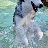 Entry image for Miska Shirey