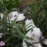 Entry image for Aston and Isis