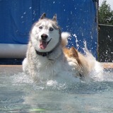 Entry image for Aston