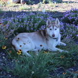 Entry image for Jasmine