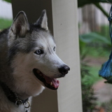 Entry image for Aston