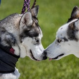 Entry image for Atka and Miska Shirey