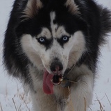 Entry image for Splash