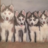 Entry image for Sierra, Harley, Splash & Winston