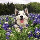 Entry image for Julia 