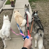 Entry image for Quinn, Marley, Blanca, & Ving