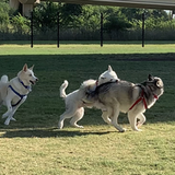 Entry image for Quinn, Marley, Blanca, and Ving