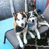 Entry image for Rusty and Wylie