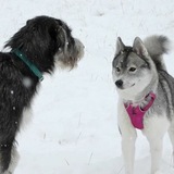 Entry image for Kona