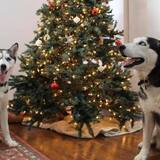 Entry image for Smokey 