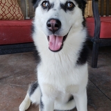 Entry image for Vada(Aggie)