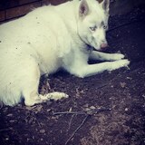 Entry image for Kota(Iceman)