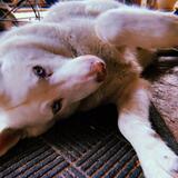 Entry image for Kota(Iceman)