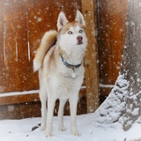 Entry image for Apollo