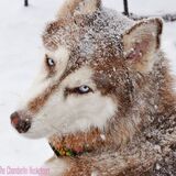 Entry image for Roxie