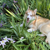 Entry image for Kenzo