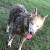 Entry image for Nahla 