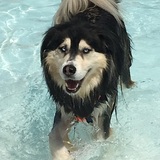 Entry image for Meeko