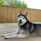 Entry image for Kyra