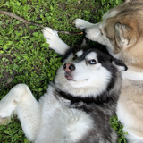 Entry image for Winnipeg & Urso