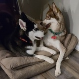 Entry image for Atlas and Mikah 