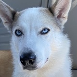 Entry image for MAKO