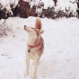 Entry image for Chasca