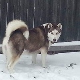 Entry image for Tatiana