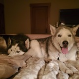 Entry image for Annie