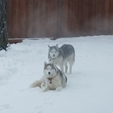 Entry image for Annie