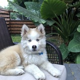 Entry image for Bear