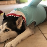 Entry image for Dora