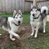 Entry image for Atka and Miska